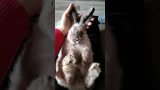 Кролик привыкает к рукам 🐇🫶#кролик #топ #trend #rabbit #на руках #ребенок #царь