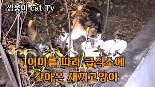 어미를 따라 급식소에 찾아온 새끼고양이 와 구내염 수술