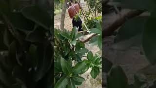 Alpukat Mentega Jumbo Berbuah Lebat‼️#shorts #shortvideo #fruit #berbuah #petanimuda #viral #alpukat