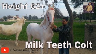 Milk Teeth Colt | Height 62+ | Nukri Mother |