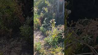 ABANDONED RADIO STATION #shorts #abandoned #radio #urbex #urbanexploration #shortsvideo #scary #farm