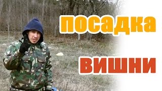 18.04.2015 посадка саженцев вишни