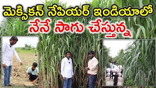 కొత్త రకం గడ్డి Mexican Napiergrass for dairy farm@MalleshAdla