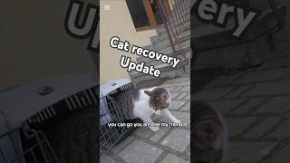 Cat recovery update