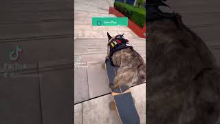 Skater dog descent 😅🤣 #dogs #skateboarding #shorts