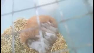 Little Pups - Teddy Bear Hamster