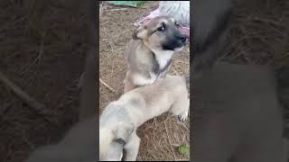 Лиза воспитательница. Малыши под присмотром) #тамбов #помощьживотным #helpanimals