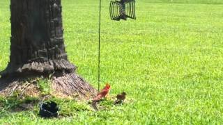 Daddy Cardinal Feeding Baby Cardinal