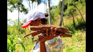 Atuação feminina preserva atividade rural na Paraíba - Parte III