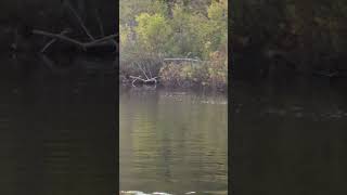 Beaver Underwater