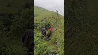 Trekking in Leach infested Mountain#shorts #trekking #hillstation #shorts #shortvideo