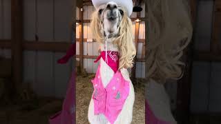 rate her Barbie costume #shorts #cutedog #dog #funnyanimals #funnydog