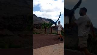 Palmitos park Gran Canaria #shorts  #bioparque #animals #shortvideo