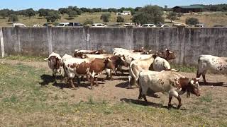 Parada de mansos en embarque MIURA 2019 para Sevilla