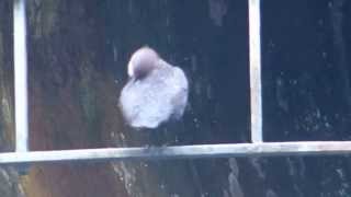 Dipper one of the pair preening 2014 8 Feb Eastville