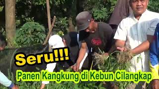 Seru! Panen Kangkung di Cilangkap