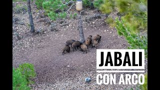 Bowhunting - Espera de Jabalí con Arco