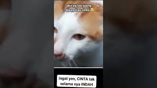 Cinta tak selamanya indah #shorts #cinta #cintatakharusmemiliki #cintatakselamanyaindah