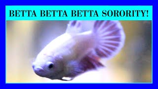 Episode 33: Can You Keep More Than One Betta Fish in a Tank? Our First Betta Sorority Aquarium!