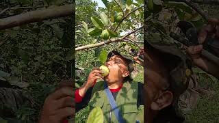 Gigitan Pertama Jambu Biji