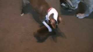 playing boston terrier italian cane corso mix Puppy Puppies so funny and cute