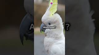 Facts About Cockatoos!