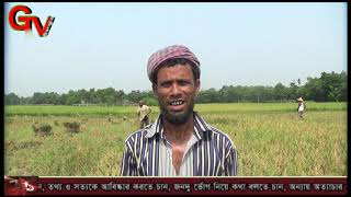 Gtv Bangla.24 News 25/5/21//হবিগঞ্জে বোরো ধানের বাম্পার ফলন ॥ লটারী থেকে বঞ্চিত হচ্ছেন।প্রকৃত কৃষকগন