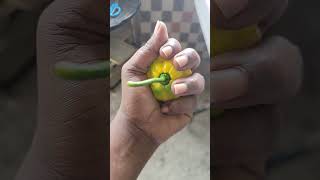 eating the biggest scotch bonnet pepper I ever see with my lunch 🌶😋💯🇯🇲