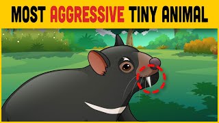 This Tiny Animal Is The Most Aggressive In The World