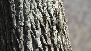 Brown Creeper