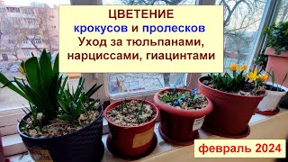 Крокусы, гиацинты, тюльпаны, нарциссы в горшках на балконе. Уход и содержание. Февраль 2024