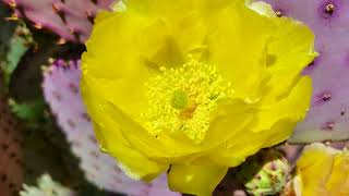 Beautiful Photographs Of Sonoran Desert Cactus Flowers