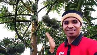 SIMULASI CARA PENGGIKATAN BUAH DURIAN HITAM DI MALAYSIA