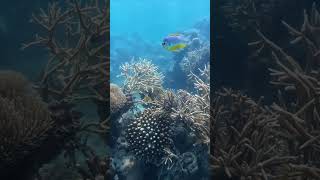 Sea Walking In Havelock Island | Best Island In The World #shorts #andamansea #travel