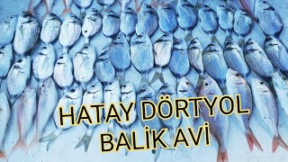 2021 HATAY DÖRTYOL BALİK AVİ#balık #balıkavı #balikcilik