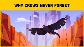 This Is Why Crows Never Forget Anything