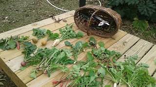 Radical Radishes and Radish Greens | Touting their Benefits this Saturday 12-16-23 | SEE DESCRIPTION