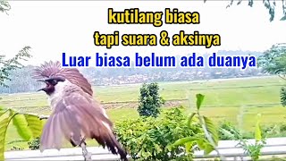 burung kutilang gacor, Suara dan aksinya luar biasa