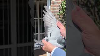 Belgium racing pigeon 🕊🕊