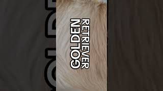 GOLDEN retriever - złota sierść #goldenretriever