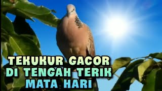 Tekukur lokal gacor ditengah terik mata hari pagi II#dekukur #burungdekukur #burungtekukur #tekukur