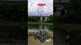 Birds #shorts #short #youtubeshorts #subscribe #tctmp #instagram #reel #trending #viralshort #video