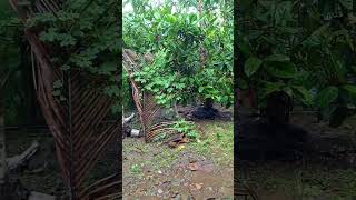 Heavy rain in the countryside#shortsfeed #shortvideo #shorts #villagelife