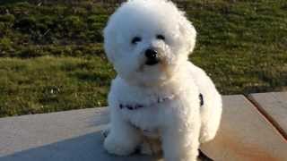 Cute Freshly Groomed Bichon Frise