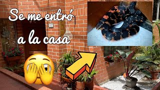 LIMPIEMOS JUNTAS MI COCINA Y ZONA DE LAVADO / CAMBIOS EN MI COCINA / SERPIENTE VENENOSA EN MI CASA