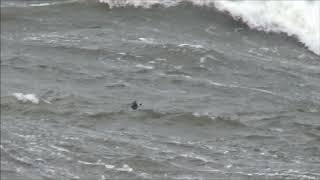 Klykstjärtad stormsvala/ Leach´s Storm Petrel