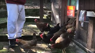 Letting The Chickens Out Of The Coop On A Lazy Sunday Afternoon