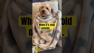 DOODLE DOGGIE TALES- Part 63 “Ice Ice Baby” #shortvideo #shortsfeed #dogs #dogshorts #cold #shorts