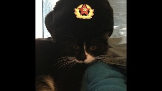 Русские Кошки Russian Cats