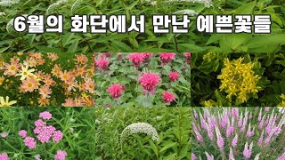 6월의 화단에서 만난 예쁜꽃들